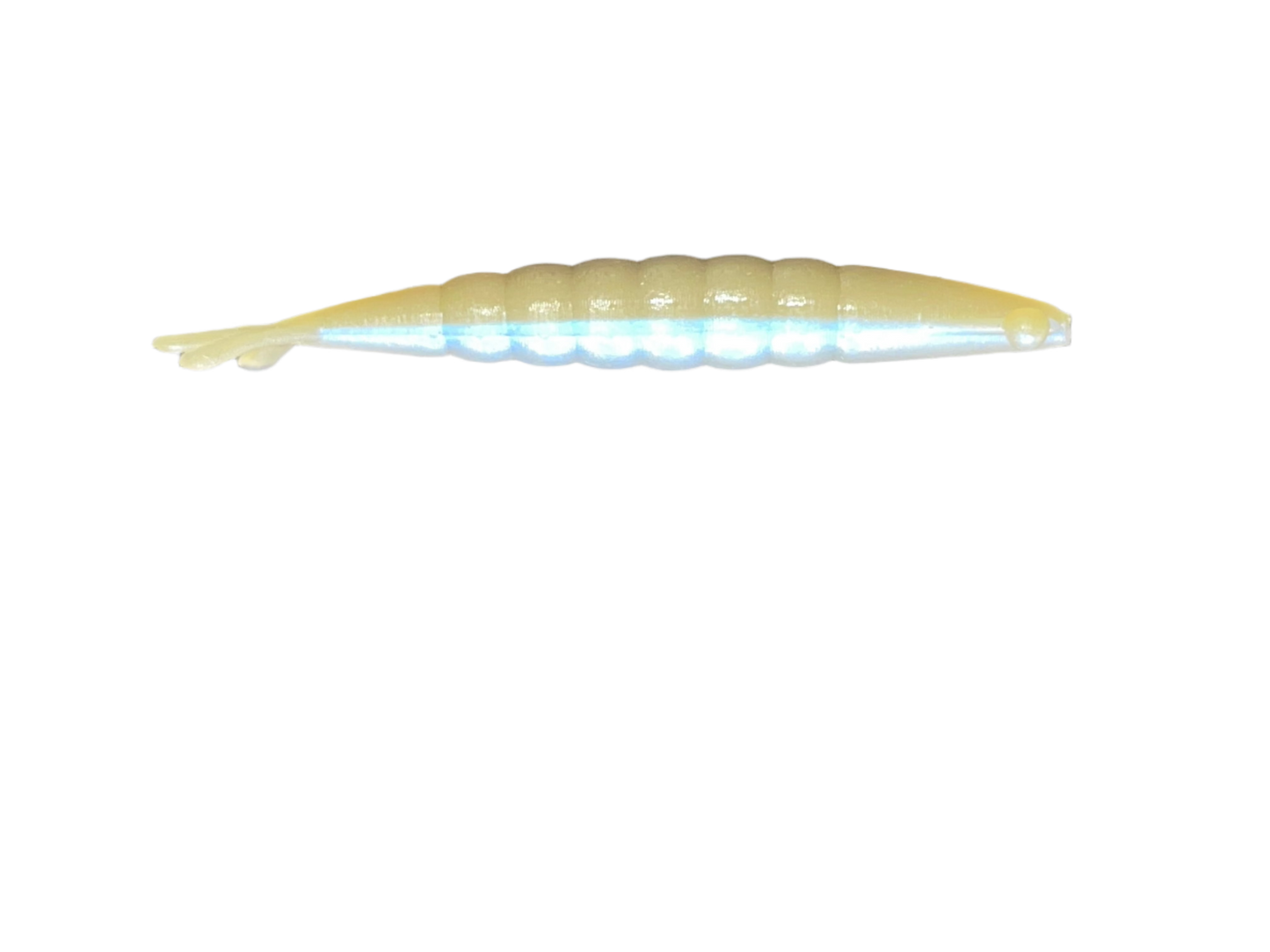 Ghost Shrimp