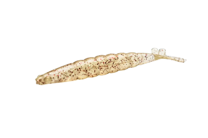 3" THUMPERSHRIMP