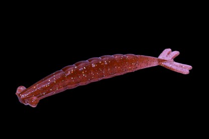 5" Thumpershrimp